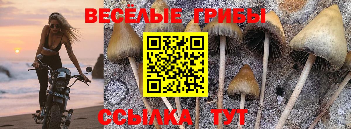 наркота  Псилоцибиновые грибы MAGIC MUSHROOMS  Вход с VPN  Благодарный 